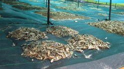 microcosm setup 05-22-2007a