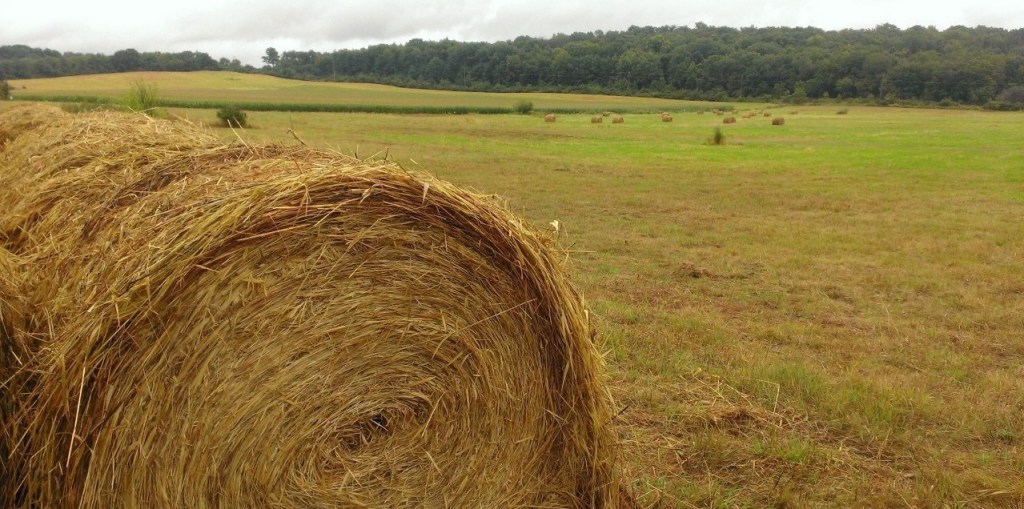 Bioenergy and pollinators: can they&nbsp;coexist?